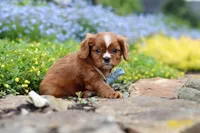 Mr. Bentley, a male Cavalier King Charles Spaniel for sale in Dundee, OH – Photo 7 of 7