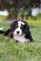 Mila, a female Bernese Mountain Dog for sale in Dundee, OH – 9 of 10