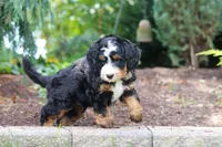 Teddy, a male Miniature Bernedoodle for sale in Dundee, OH – 5 of 8