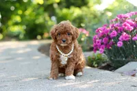 Maggie, a female Cavapoo for sale in Dundee, OH – 4 of 6