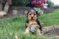 Myles, a male Yorkipoo for sale in Dundee, OH – 2 of 9