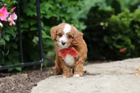 Champ, a male Cavapoo for sale in Dundee, OH – 4 of 8