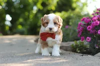 Baxter, a male Cavapoo for sale in Dundee, OH – 5 of 7