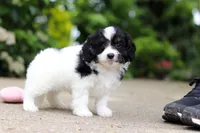 Hunter, a male Cavapoo for sale in Dundee, OH – 5 of 8