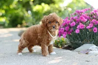 Maggie, a female Cavapoo for sale in Dundee, OH – 5 of 6