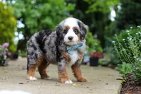 Zeke, a male Miniature Bernedoodle for sale in Dundee, OH – 5 of 7
