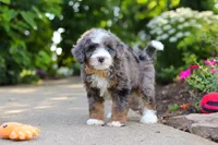 Bear, a male Miniature Bernedoodle for sale in Dundee, OH – 4 of 7