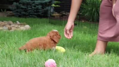 Gracie, a female Cavapoo for sale in Dundee, OH – 9 of 9