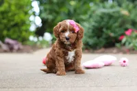 Autumn, a female Cavapoo for sale in Dundee, OH – 1 of 10