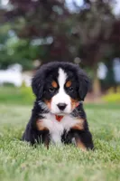 Victor, a male Bernese Mountain Dog for sale in Dundee, OH – 5 of 10