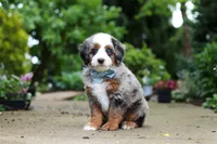 Zeke, a male Miniature Bernedoodle for sale in Dundee, OH – 6 of 7