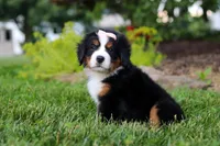 Mila, a female Bernese Mountain Dog for sale in Dundee, OH – 3 of 10