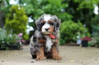 Brody, a male Miniature Bernedoodle for sale in Dundee, OH – 4 of 7