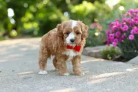 Harley, a male Cavapoo for sale in Dundee, OH – 5 of 8