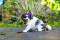 Katie, a female Cavapoo for sale in Dundee, OH – 4 of 10