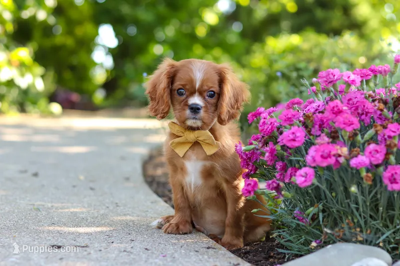 Mr. Bentley – Cavalier King Charles Spaniel puppy for sale in Dundee, OH