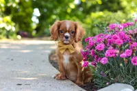 Mr. Bentley, a male Cavalier King Charles Spaniel for sale in Dundee, OH – 1 of 9