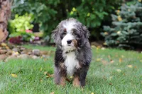 Whyatt, a male Miniature Bernedoodle for sale in Dundee, OH – 6 of 10