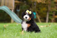 Taylor, a female Miniature Bernedoodle for sale in Dundee, OH – 5 of 6