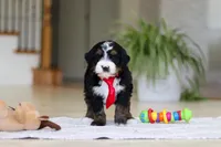 Chico, a male Miniature Bernedoodle for sale in Dundee, OH – Photo 4 of 7