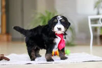 Chico, a male Miniature Bernedoodle for sale in Dundee, OH – Photo 7 of 7