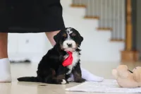 Chico, a male Miniature Bernedoodle for sale in Dundee, OH – Photo 5 of 7