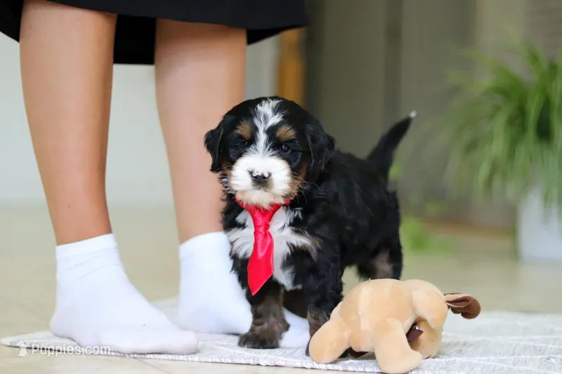 Chico – Miniature Bernedoodle puppy for sale in Dundee, OH