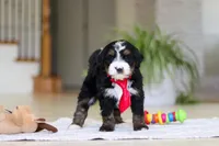 Chico, a male Miniature Bernedoodle for sale in Dundee, OH – Photo 6 of 7
