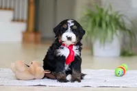 Chico, a male Miniature Bernedoodle for sale in Dundee, OH – Photo 2 of 7