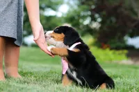 Zara, a female Bernese Mountain Dog for sale in Dundee, OH – 9 of 10