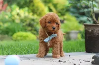 Tucker, a male Cavapoo for sale in Dundee, OH – 5 of 6