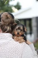 Tucker, a male Yorkipoo for sale in Dundee, OH – 9 of 10