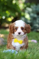 Oscar, a male Cavapoo for sale in Dundee, OH – 2 of 10