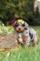 Billie, a female Miniature Bernedoodle for sale in Dundee, OH – 8 of 10