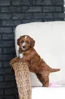 Autumn, a female Cavapoo for sale in Dundee, OH – 3 of 10