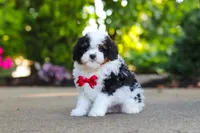 Leo, a male Cavapoo for sale in Dundee, OH – 2 of 10
