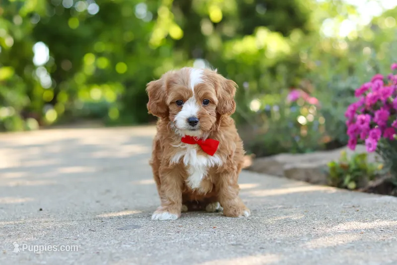 Harley – Cavapoo puppy for sale in Dundee, OH