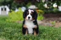 Mila, a female Bernese Mountain Dog for sale in Dundee, OH – 6 of 10