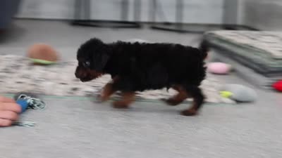 Ash, a male Cavapoo for sale in Dundee, OH – 5 of 5