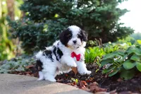 Leo, a male Cavapoo for sale in Dundee, OH – 4 of 10