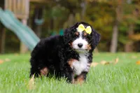 Taylor, a female Miniature Bernedoodle for sale in Dundee, OH – 2 of 6