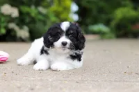 Hunter, a male Cavapoo for sale in Dundee, OH – 2 of 8