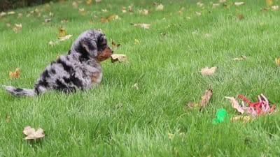 Billie, a female Miniature Bernedoodle for sale in Dundee, OH – 10 of 10