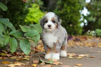 Paris, a female Miniature Bernedoodle for sale in Dundee, OH – 5 of 10