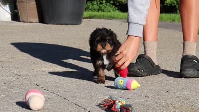 Millie, a female Cavapoo for sale in Dundee, OH – 10 of 10