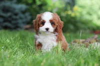 Maverick, a male Cavapoo for sale in Dundee, OH – 4 of 10