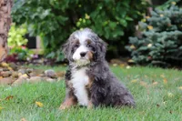 Whyatt, a male Miniature Bernedoodle for sale in Dundee, OH – 8 of 10