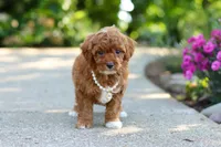 Maggie, a female Cavapoo for sale in Dundee, OH – 1 of 6