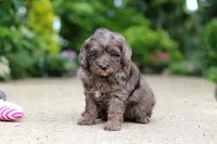 Brooklyn, a female Cavapoo for sale in Dundee, OH – 4 of 7