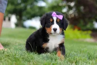 Aurora, a female Bernese Mountain Dog for sale in Dundee, OH – 4 of 10